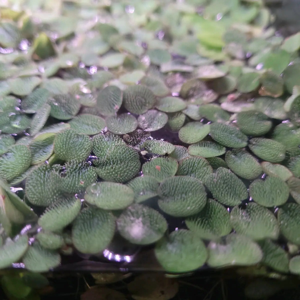 100+ Leaves Buy 2 Get 1 FREE! Water Spangles (Salvinia Minima) LIVE--=%2=- Aquatic=%2=-- Floating--=%2=- Plant=%2=-- Aquarium Plants--=%2=- Aquatic=%2=----=%2=- Plant=%2=-- Aquatic House Plant Fish Tank