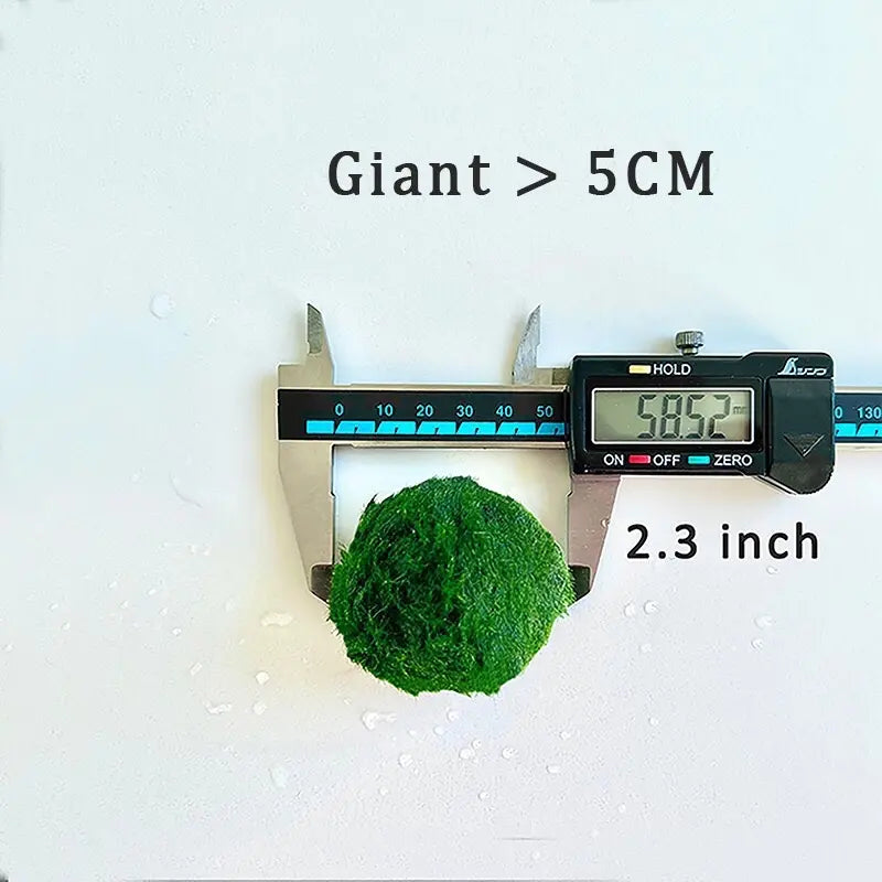 6PCS Live Moss Ball Aqua Plant Pet for 20 Gallon Aquarium Set Wholesale Moss Ball Home Decor Aquarium Plants Easy Maintenance High Resistance Mossplantpetaquariumdesk Cherryblossomtreedecor Floating Aquascape S