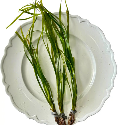 Tofu'S Tanks Italian Val Live Aquarium Plant Value Packs-Grows Tall Quickly! Great Background Plant for Aquascaping Freshwater Aquariums!