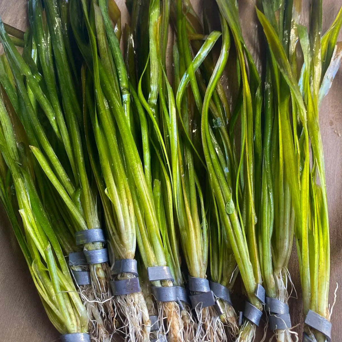 Tofu'S Tanks Italian Val Live Aquarium Plant Value Packs-Grows Tall Quickly! Great Background Plant for Aquascaping Freshwater Aquariums!