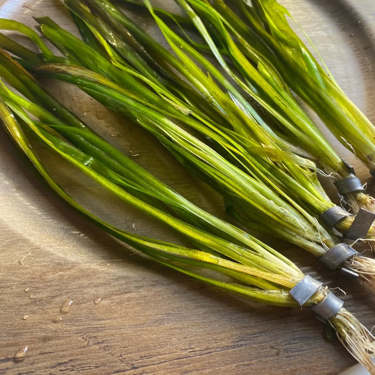 Tofu'S Tanks Italian Val Live Aquarium Plant Value Packs-Grows Tall Quickly! Great Background Plant for Aquascaping Freshwater Aquariums!