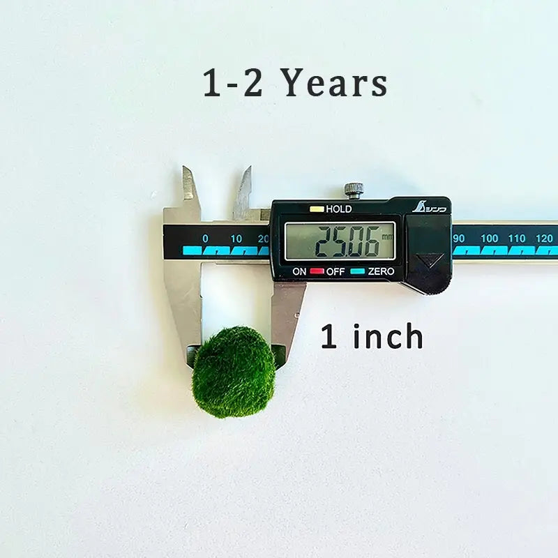 6PCS Live Moss Ball Aqua Plant Pet for 20 Gallon Aquarium Set Wholesale Moss Ball Home Decor Aquarium Plants Easy Maintenance High Resistance Mossplantpetaquariumdesk Cherryblossomtreedecor Floating Aquascape S