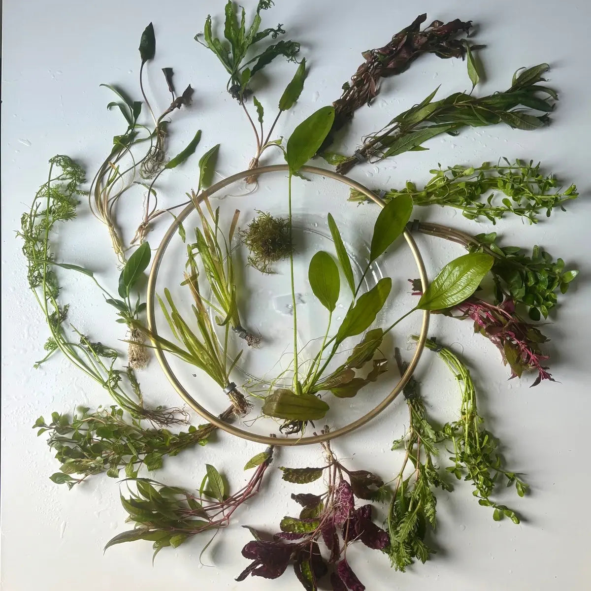 20 Gallon Aquarium Custom Aquatic Plant Pack-Receive Twenty Aquatic Plants Best Suited for Your Aquarium!