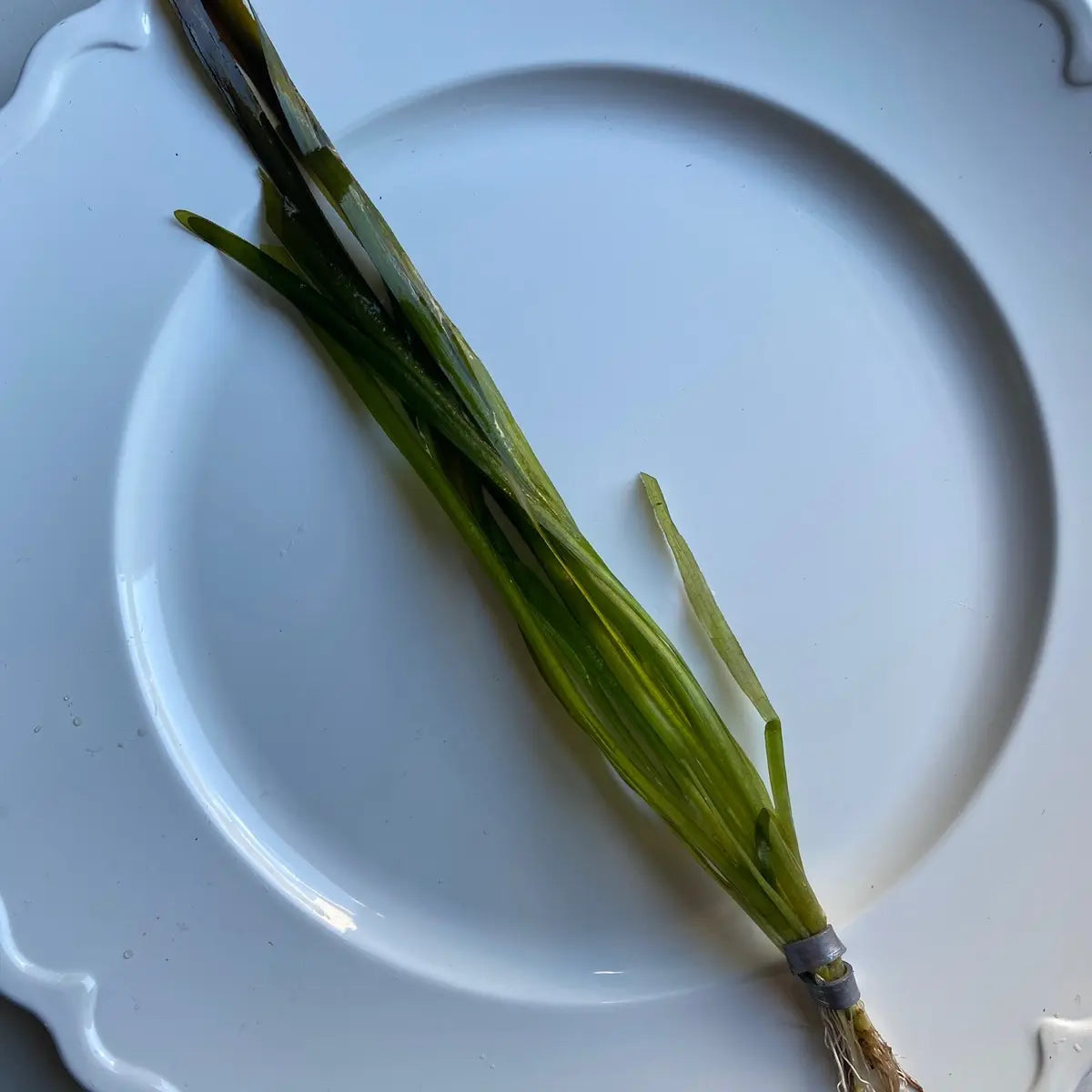 Tofu'S Tanks Italian Val Live Aquarium Plant Value Packs-Grows Tall Quickly! Great Background Plant for Aquascaping Freshwater Aquariums!