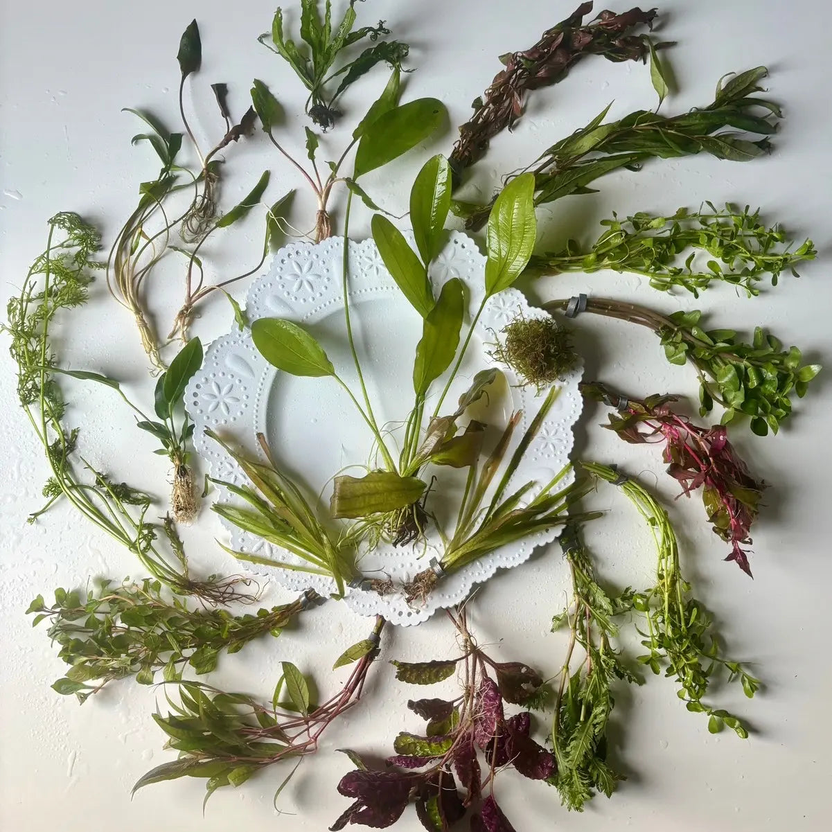 20 Gallon Aquarium Custom Aquatic Plant Pack-Receive Twenty Aquatic Plants Best Suited for Your Aquarium!