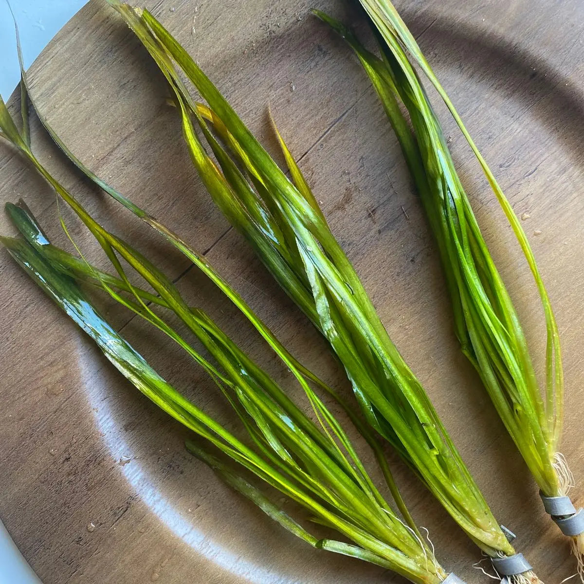 Tofu'S Tanks Italian Val Live Aquarium Plant Value Packs-Grows Tall Quickly! Great Background Plant for Aquascaping Freshwater Aquariums!