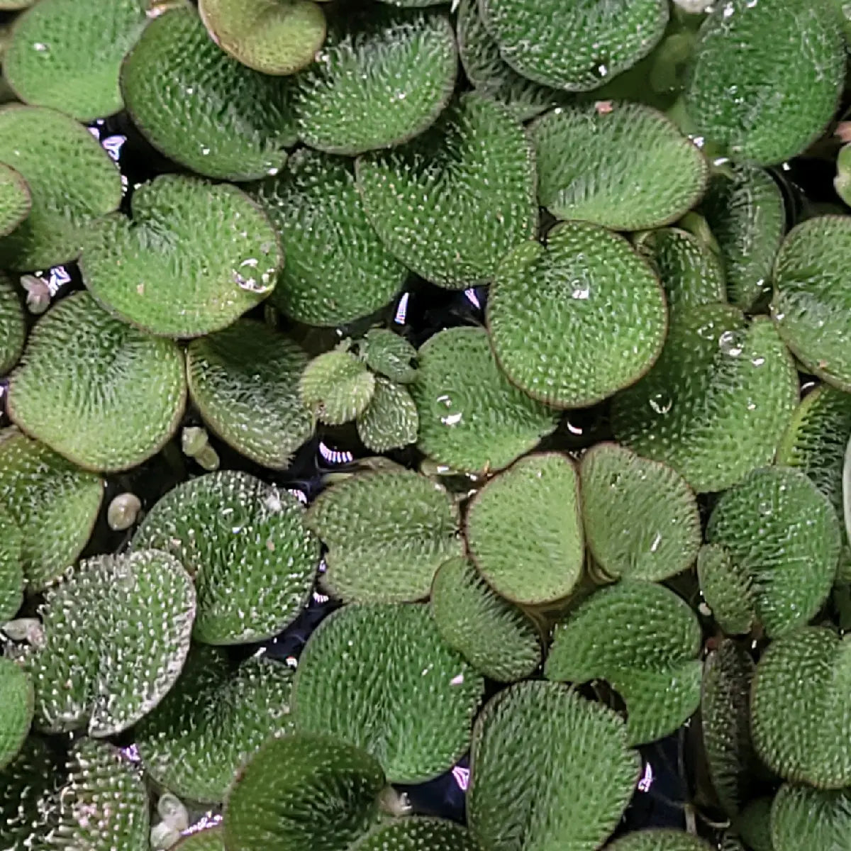 100+ Leaves Buy 2 Get 1 FREE! Water Spangles (Salvinia Minima) LIVE--=%2=- Aquatic=%2=-- Floating--=%2=- Plant=%2=-- Aquarium Plants--=%2=- Aquatic=%2=----=%2=- Plant=%2=-- Aquatic House Plant Fish Tank