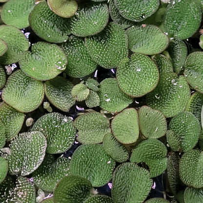 100+ Leaves Buy 2 Get 1 FREE! Water Spangles (Salvinia Minima) LIVE--=%2=- Aquatic=%2=-- Floating--=%2=- Plant=%2=-- Aquarium Plants--=%2=- Aquatic=%2=----=%2=- Plant=%2=-- Aquatic House Plant Fish Tank
