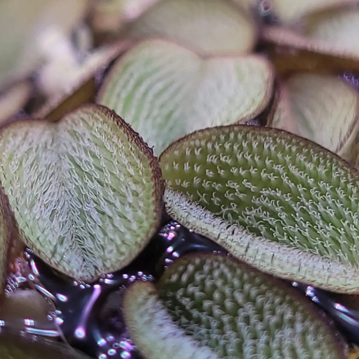 100+ Leaves Buy 2 Get 1 FREE! Water Spangles (Salvinia Minima) LIVE--=%2=- Aquatic=%2=-- Floating--=%2=- Plant=%2=-- Aquarium Plants--=%2=- Aquatic=%2=----=%2=- Plant=%2=-- Aquatic House Plant Fish Tank