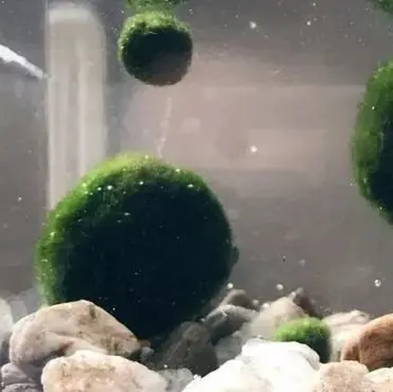 6PCS Live Moss Ball Aqua Plant Pet for 20 Gallon Aquarium Set Wholesale Moss Ball Home Decor Aquarium Plants Easy Maintenance High Resistance Mossplantpetaquariumdesk Cherryblossomtreedecor Floating Aquascape S