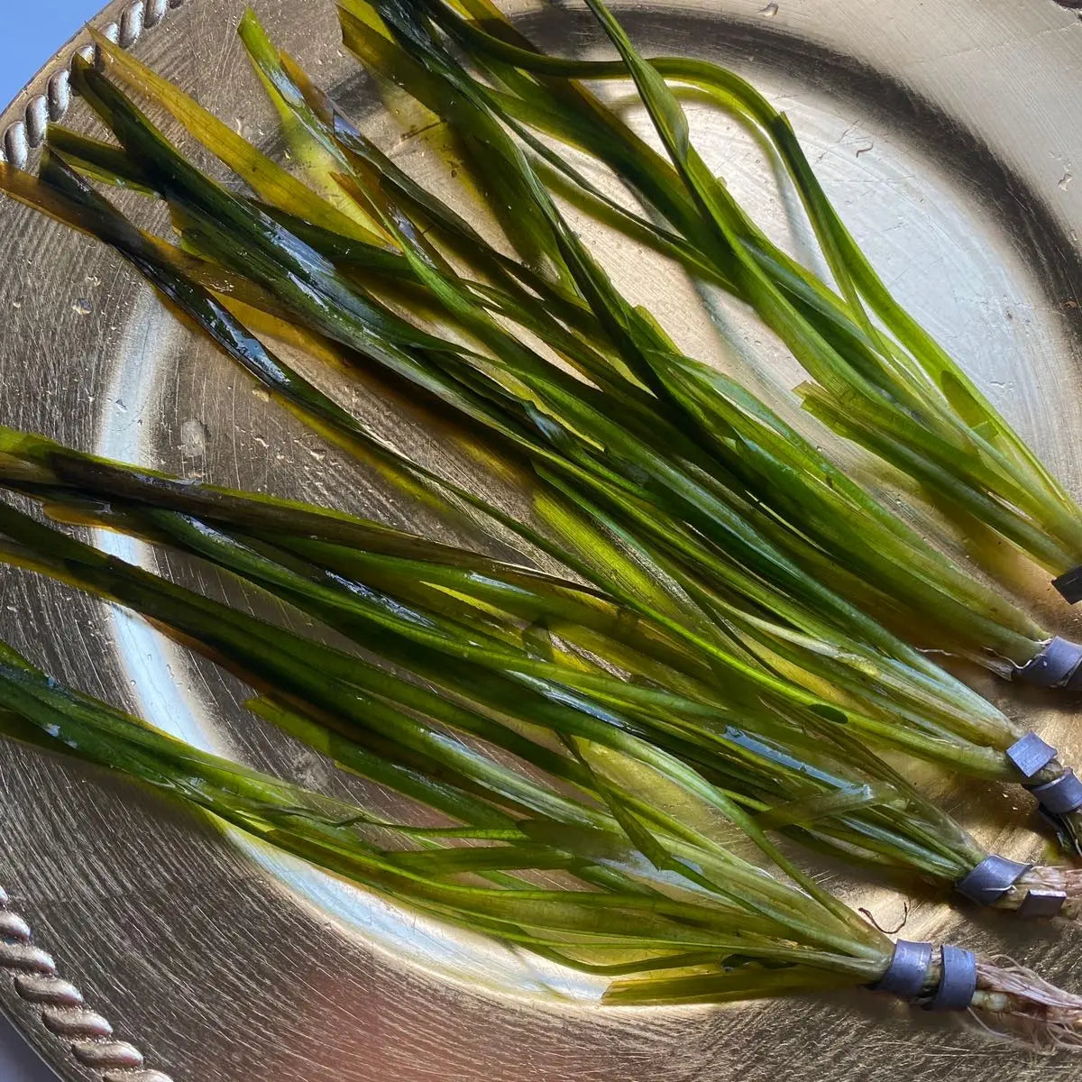 Tofu'S Tanks Italian Val Live Aquarium Plant Value Packs-Grows Tall Quickly! Great Background Plant for Aquascaping Freshwater Aquariums!