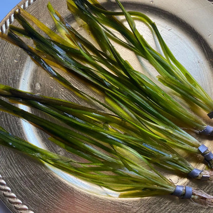 Tofu'S Tanks Italian Val Live Aquarium Plant Value Packs-Grows Tall Quickly! Great Background Plant for Aquascaping Freshwater Aquariums!