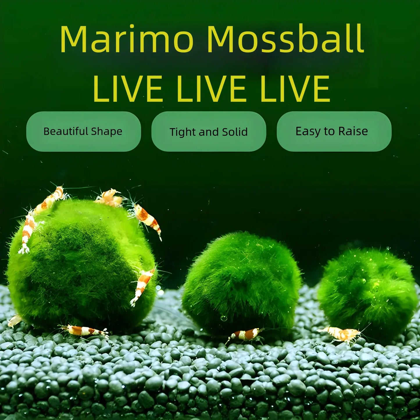6PCS Live Moss Ball Aqua Plant Pet for 20 Gallon Aquarium Set Wholesale Moss Ball Home Decor Aquarium Plants Easy Maintenance High Resistance Mossplantpetaquariumdesk Cherryblossomtreedecor Floating Aquascape S