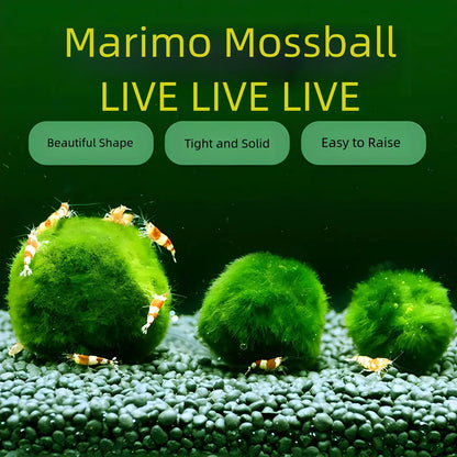 6PCS Live Moss Ball Aqua Plant Pet for 20 Gallon Aquarium Set Wholesale Moss Ball Home Decor Aquarium Plants Easy Maintenance High Resistance Mossplantpetaquariumdesk Cherryblossomtreedecor Floating Aquascape S