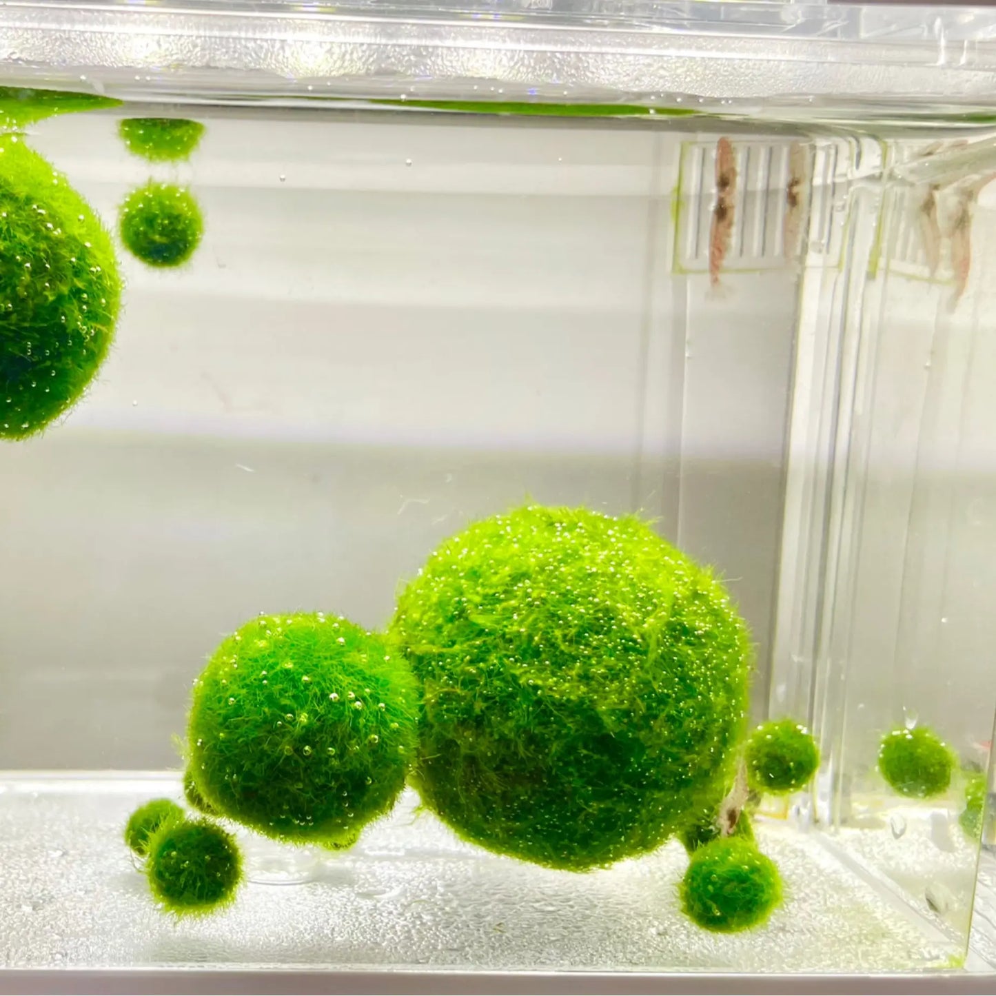 6PCS Live Moss Ball Aqua Plant Pet for 20 Gallon Aquarium Set Wholesale Moss Ball Home Decor Aquarium Plants Easy Maintenance High Resistance Mossplantpetaquariumdesk Cherryblossomtreedecor Floating Aquascape S