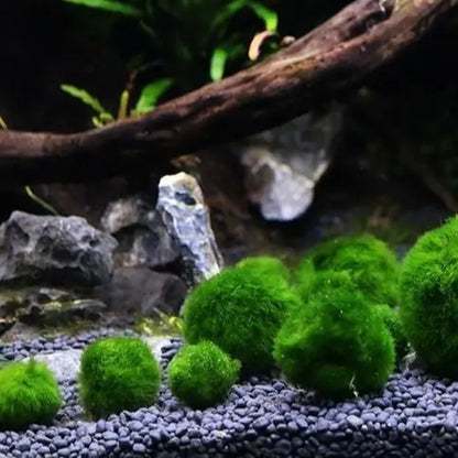 6PCS Live Moss Ball Aqua Plant Pet for 20 Gallon Aquarium Set Wholesale Moss Ball Home Decor Aquarium Plants Easy Maintenance High Resistance Mossplantpetaquariumdesk Cherryblossomtreedecor Floating Aquascape S