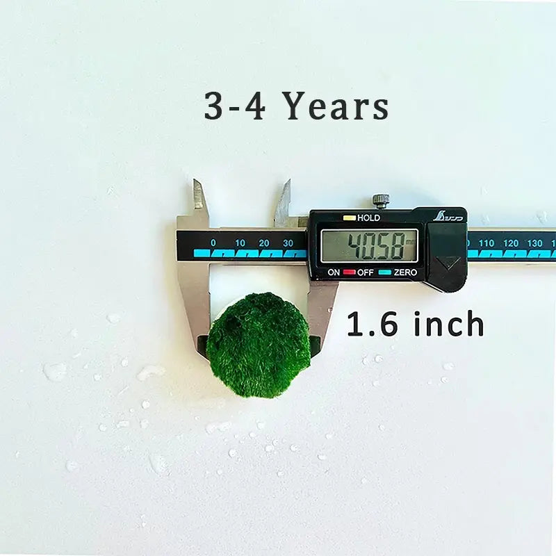 6PCS Live Moss Ball Aqua Plant Pet for 20 Gallon Aquarium Set Wholesale Moss Ball Home Decor Aquarium Plants Easy Maintenance High Resistance Mossplantpetaquariumdesk Cherryblossomtreedecor Floating Aquascape S