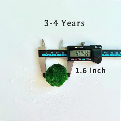 6PCS Live Moss Ball Aqua Plant Pet for 20 Gallon Aquarium Set Wholesale Moss Ball Home Decor Aquarium Plants Easy Maintenance High Resistance Mossplantpetaquariumdesk Cherryblossomtreedecor Floating Aquascape S