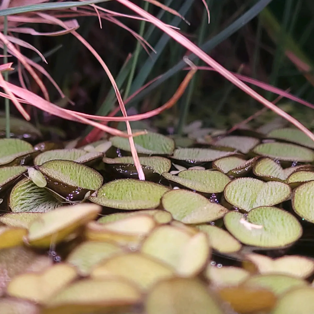 100+ Leaves Buy 2 Get 1 FREE! Water Spangles (Salvinia Minima) LIVE--=%2=- Aquatic=%2=-- Floating--=%2=- Plant=%2=-- Aquarium Plants--=%2=- Aquatic=%2=----=%2=- Plant=%2=-- Aquatic House Plant Fish Tank