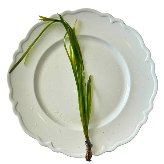 Tofu'S Tanks Italian Val Live Aquarium Plant Value Packs-Grows Tall Quickly! Great Background Plant for Aquascaping Freshwater Aquariums!