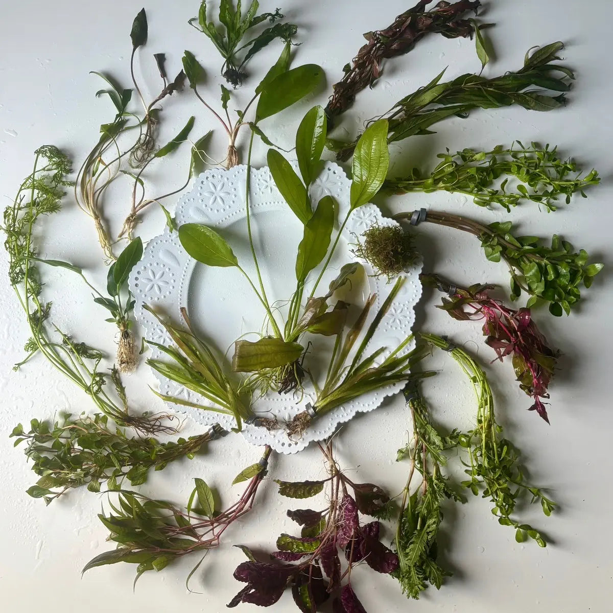 20 Gallon Aquarium Custom Aquatic Plant Pack-Receive Twenty Aquatic Plants Best Suited for Your Aquarium!