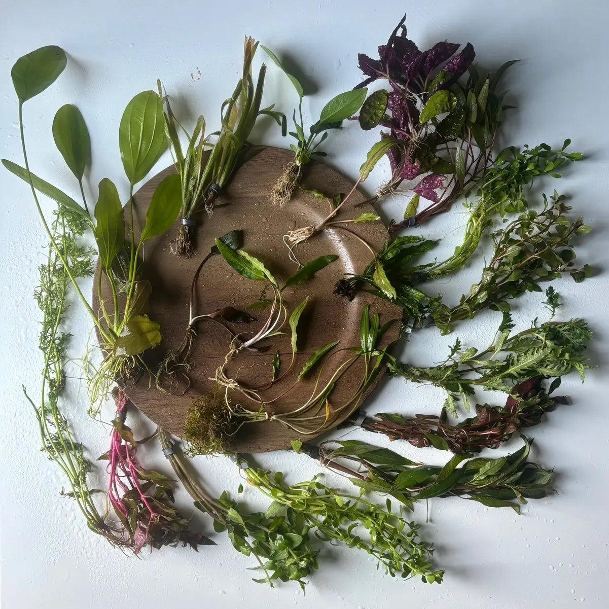 20 Gallon Aquarium Custom Aquatic Plant Pack-Receive Twenty Aquatic Plants Best Suited for Your Aquarium!