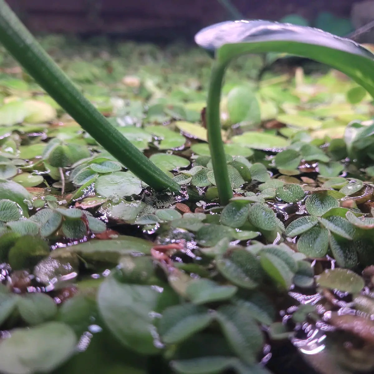 100+ Leaves Buy 2 Get 1 FREE! Water Spangles (Salvinia Minima) LIVE--=%2=- Aquatic=%2=-- Floating--=%2=- Plant=%2=-- Aquarium Plants--=%2=- Aquatic=%2=----=%2=- Plant=%2=-- Aquatic House Plant Fish Tank