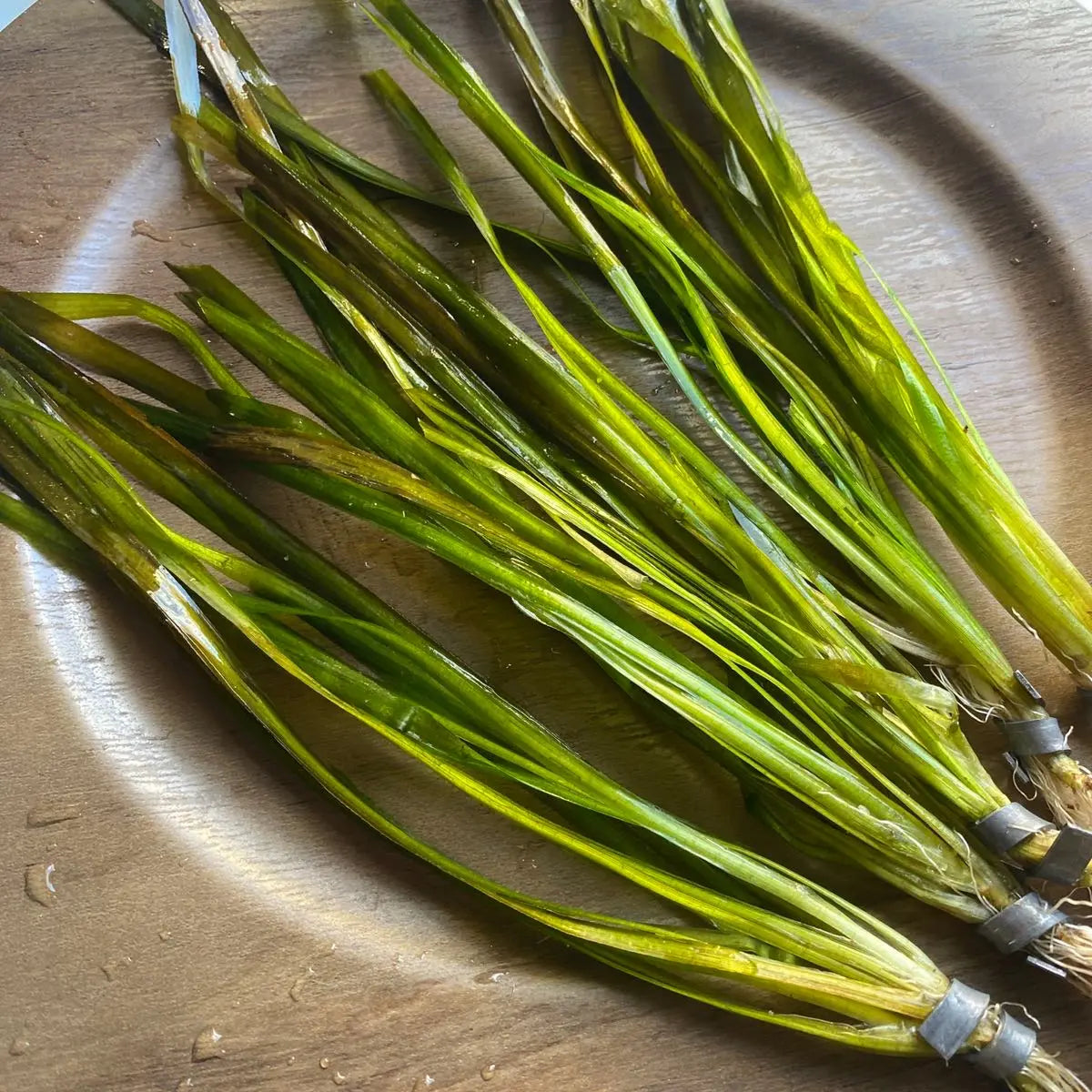 Tofu'S Tanks Italian Val Live Aquarium Plant Value Packs-Grows Tall Quickly! Great Background Plant for Aquascaping Freshwater Aquariums!