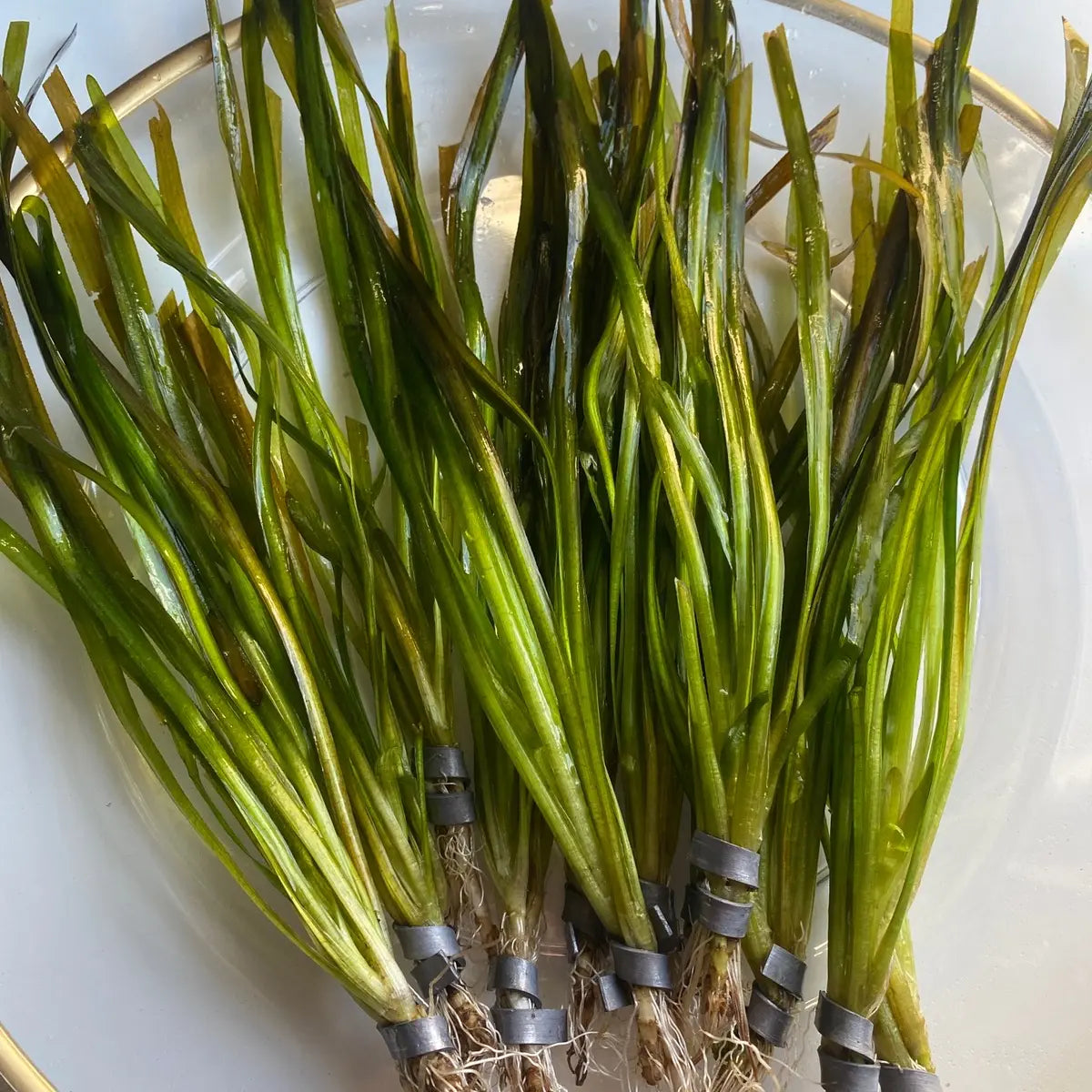 Tofu'S Tanks Italian Val Live Aquarium Plant Value Packs-Grows Tall Quickly! Great Background Plant for Aquascaping Freshwater Aquariums!