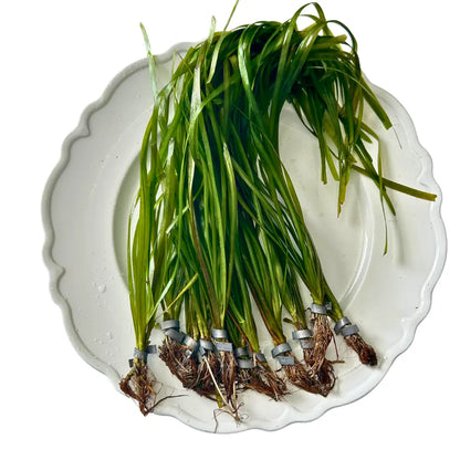 Tofu'S Tanks Italian Val Live Aquarium Plant Value Packs-Grows Tall Quickly! Great Background Plant for Aquascaping Freshwater Aquariums!
