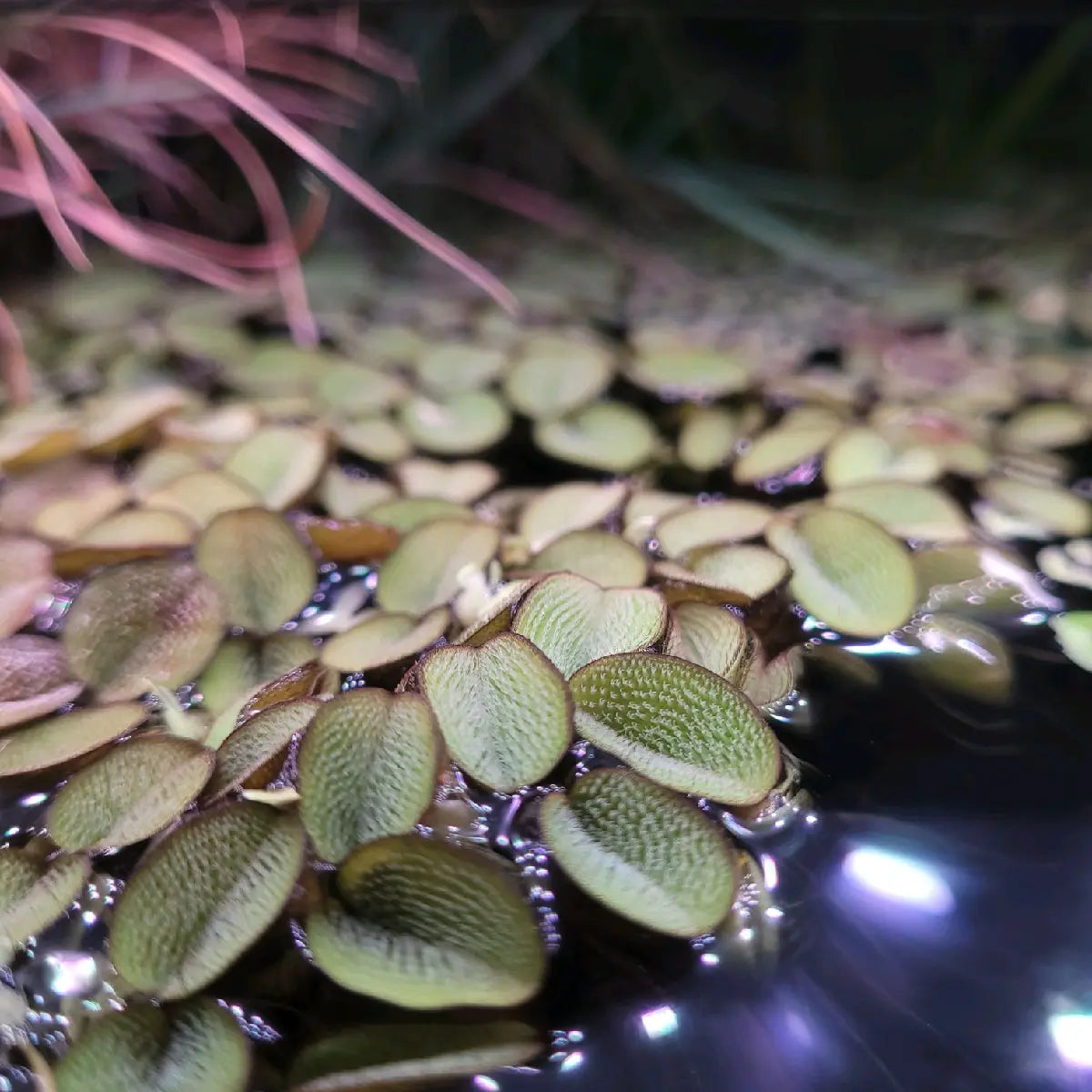 100+ Leaves Buy 2 Get 1 FREE! Water Spangles (Salvinia Minima) LIVE--=%2=- Aquatic=%2=-- Floating--=%2=- Plant=%2=-- Aquarium Plants--=%2=- Aquatic=%2=----=%2=- Plant=%2=-- Aquatic House Plant Fish Tank