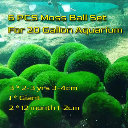 6PCS Live Moss Ball Aqua Plant Pet for 20 Gallon Aquarium Set Wholesale Moss Ball Home Decor Aquarium Plants Easy Maintenance High Resistance Mossplantpetaquariumdesk Cherryblossomtreedecor Floating Aquascape S