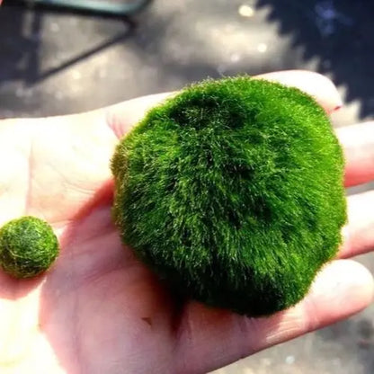 6PCS Live Moss Ball Aqua Plant Pet for 20 Gallon Aquarium Set Wholesale Moss Ball Home Decor Aquarium Plants Easy Maintenance High Resistance Mossplantpetaquariumdesk Cherryblossomtreedecor Floating Aquascape S