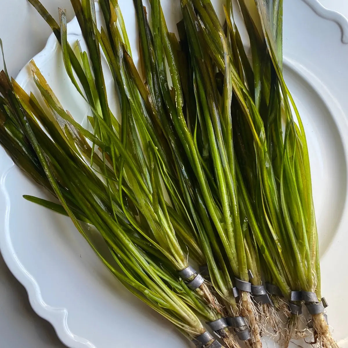 Tofu'S Tanks Italian Val Live Aquarium Plant Value Packs-Grows Tall Quickly! Great Background Plant for Aquascaping Freshwater Aquariums!