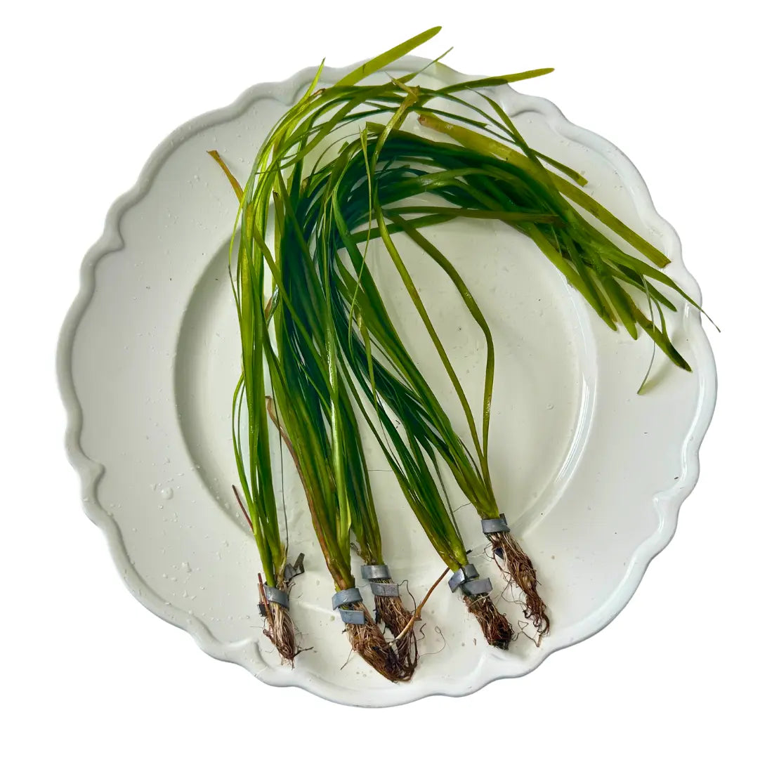 Tofu'S Tanks Italian Val Live Aquarium Plant Value Packs-Grows Tall Quickly! Great Background Plant for Aquascaping Freshwater Aquariums!