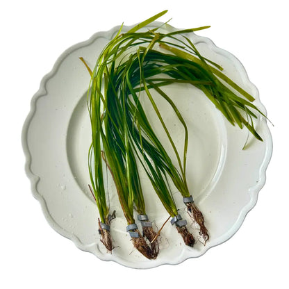 Tofu'S Tanks Italian Val Live Aquarium Plant Value Packs-Grows Tall Quickly! Great Background Plant for Aquascaping Freshwater Aquariums!